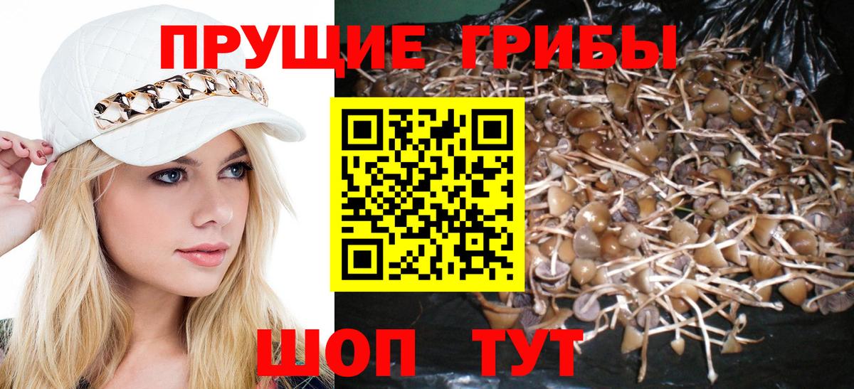 Псилоцибиновые грибы Psilocybine cubensis  Вход с VPN  Мончегорск 